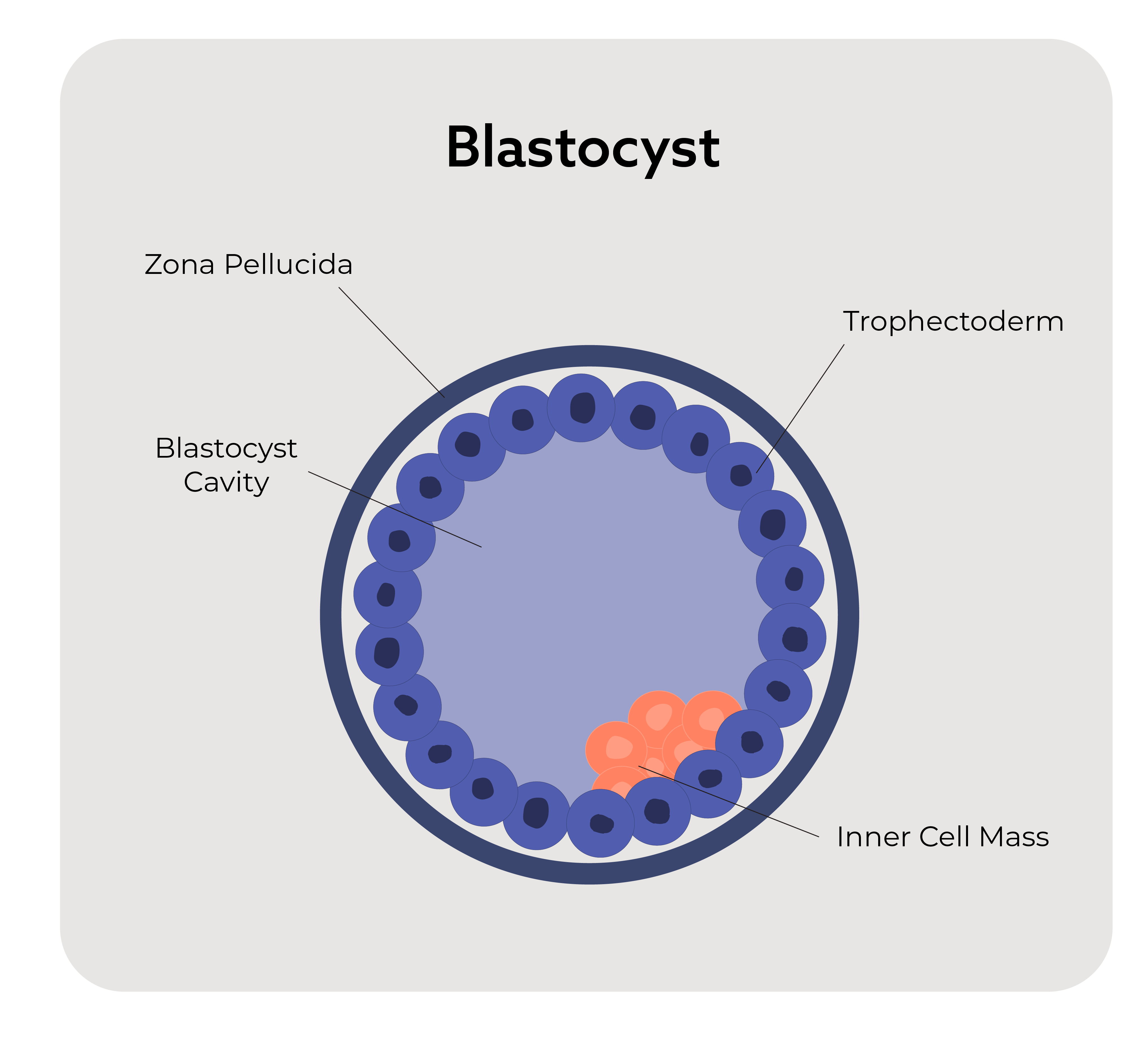 What Is Embryo Grading? [Explained] - American Surrogacy