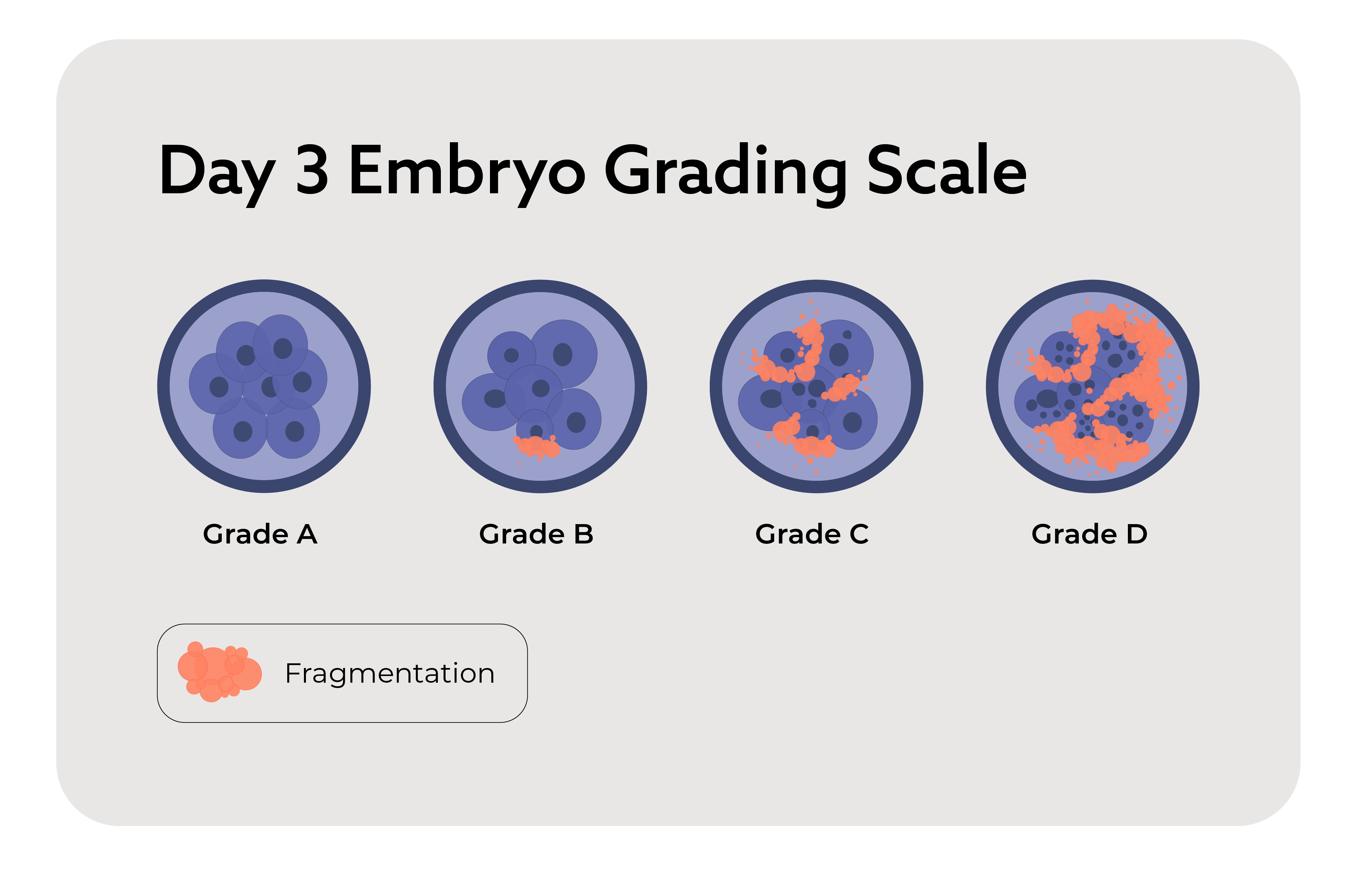 Day 3 Embryo Grading Scale